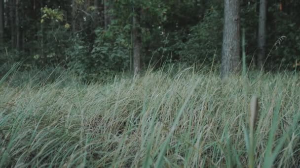 トワイライトの自然の夏のフィールドの緑の草 野生の草は風から空に向かって揺れている 森の中のトワイライトタイム 背景にある木々 ゆっくりとした動きのショット 高品質の4K映像 — ストック動画