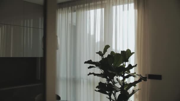 Силует Зелене Дерево Приміщенні Біля Вікна Білим Прозорим Тюлем Доллі — стокове відео