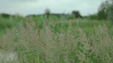  Gökyüzüne karşı rüzgarda savrulan yabani otlar. Yaz mevsiminde yeşil çimenler. Arka planda vahşi alan, yavaş çekim. Yüksek kalite 4k görüntü