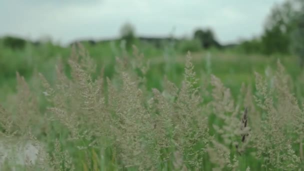  L'herbe sauvage se balance du vent contre le ciel. Herbe verte sur la nature champ d'été en été. Champ sauvage en arrière-plan, tir au ralenti. Images 4k de haute qualité
