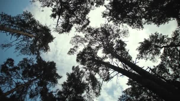 Spójrz Sosny Pochmurny Dzień Sosnowy Las Obracanie Strzał Poniżej Drzew — Wideo stockowe