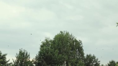  Yaz bulutlu havalarda ağaçların etrafında hareket eden kuş sürüsü. Bulutlu gökyüzü, uçan kuşlar yavaş çekim. Yüksek kalite 4k görüntü