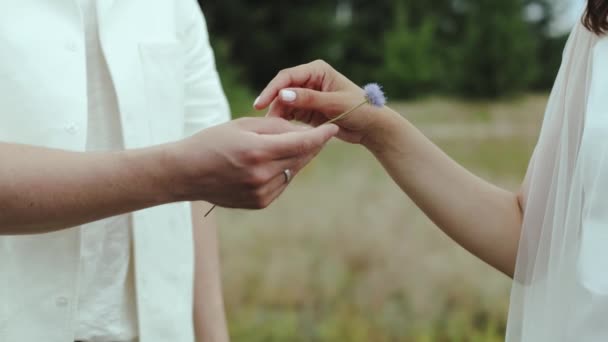 Mâinile Apropiate Atingându Cuplu Îndrăgostit Câmp Femela Atinge Ușor Floarea — Videoclip de stoc