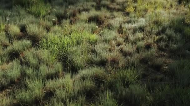 일몰에 숲에서 여름에 잔디에 따뜻한 슬로우 고품질 — 비디오