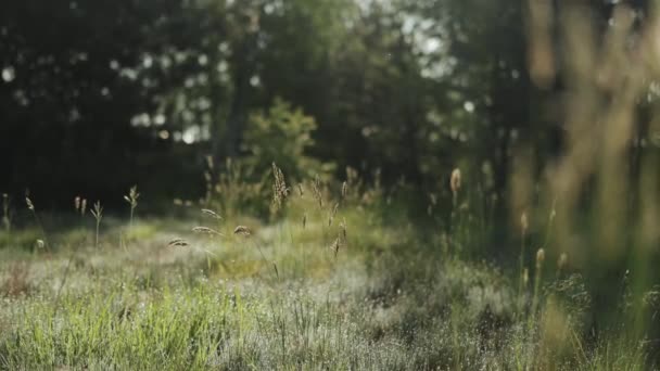 Kézzel Forgatott Zöld Rövid Erdőben Naplementében Meleg Napsugarak Fűben Nyári — Stock videók