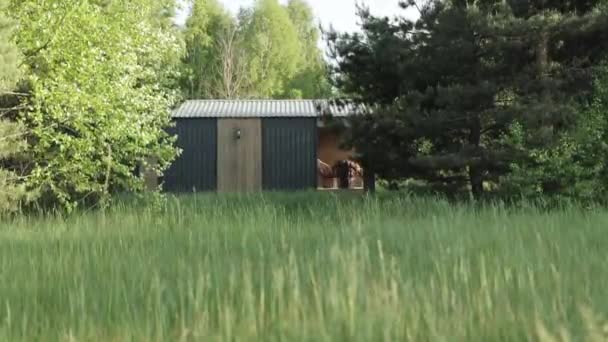 Mały Domek Porannym Lesie Wiatr Kołysze Gałąź Drzew Zielona Trawa — Wideo stockowe
