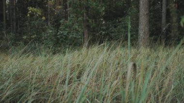 Günbatımında doğa üzerinde yeşil çimenler. Yabani otlar rüzgardan sallanıyor. Vahşi doğa ormanı, arka planda ağaçlar, yaz, yavaş çekim. Yüksek kalite 4k görüntü