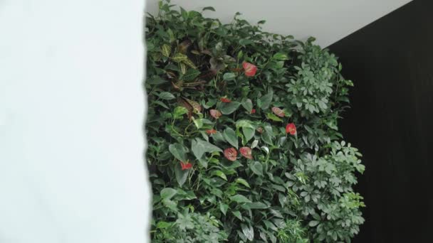Close Zielony Salon Pionowym Ogrodem Rośliny Domowe Zielona Ściana Kwiatami — Wideo stockowe
