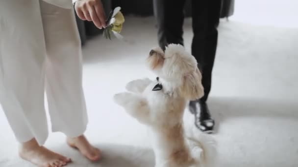 Hombre Una Mujer Juegan Con Perrito Blanco Una Habitación Hotel — Vídeo de stock