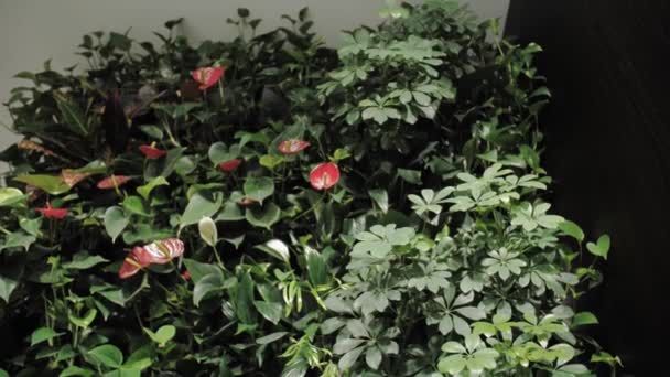 Zielony Salon Pionowym Ogrodem Czerwonymi Kwiatami Zbliżenie Rośliny Domowe Zielona — Wideo stockowe