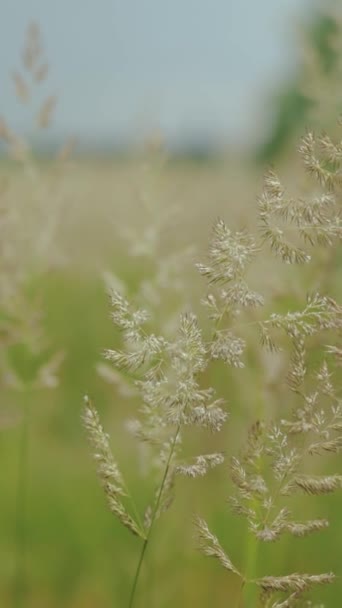 ヴァルティカルビデオ 風から空に向かって草が揺れる 夏の自然の夏のフィールドの緑の草 バックグラウンドのワイルドフィールド スローモーションショット 高品質の4K映像 — ストック動画