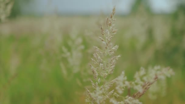 Nahaufnahme Von Flauschigen Stacheln Aus Trockenem Gras Feldwagen Schöne Sommerlandschaft — Stockvideo