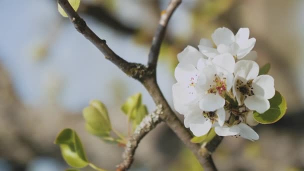 Lente Appelbloemen Appeltakken Bloeien Tuin Close Appelbloesem Bloem Mooie Witte — Stockvideo