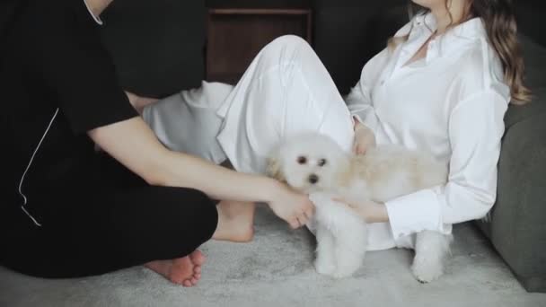 Mężczyzna Kobieta Siedzą Naprzeciwko Siebie Drapią Psa Swoim Małym Białym — Wideo stockowe