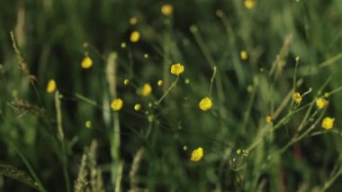 Bir grup küçük sarı çiçek, bir karasal bitki, yemyeşil çimlerin arasında gelişiyor. Bu yıllık bitki, bir çeşit çiçek açan bitki, doğanın makrodaki güzelliğini gözler önüne seriyor. 