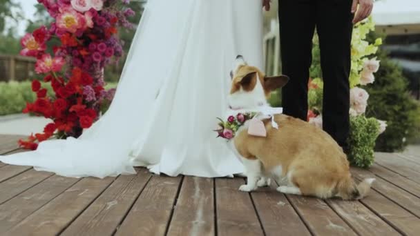 花の襟を持つ犬は 花嫁と花婿の横にある木製のデッキに座り かわいいコルギの犬と結婚式 ゆっくりとした動きをしました 高品質の4K映像 — ストック動画