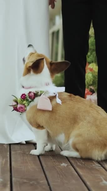花の襟を持つコルジ犬は 花嫁と新郎の横にある木製のデッキに座り かわいいコルギ犬と結婚式 ゆっくりとした動きをしました 高品質の4K映像を公開しました クローズアップ バーティカルビデオ — ストック動画