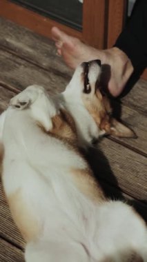 Etobur bir karasal hayvan olan köpek yavrusu, sırtüstü bir insan ayağının yanındaki tahta güvertede uzanmış rahatlatıcı bir olay sırasında çalışan hayvani içgüdülerini sergiliyor. Dikey video