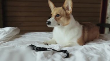 Şirin Corgi cins köpek, kahverengi ve beyaz, damatların papyonunun yanındaki bir yatakta huzur içinde dinleniyor. Sadakatleri ve arkadaşlıklarıyla tanınan köpekler hem çalışan hayvanlar hem de sevilen hayvanlar olarak sevilirler.