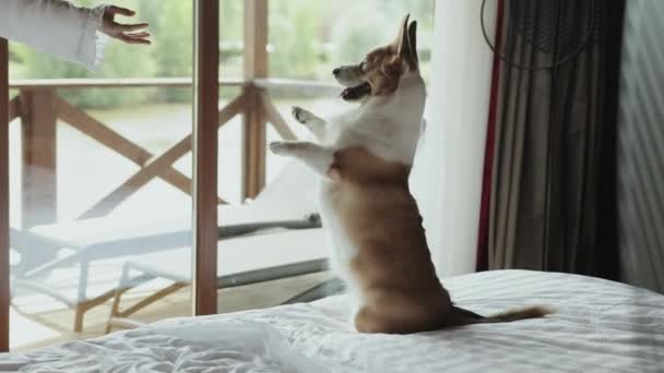 Wzruszające Wideo Kobiety Zabawnego Psa Przytulnym Pokoju Hotelowym Pies Skacze — Wideo stockowe