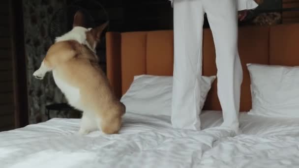 Ένα Χαριτωμένο Σκυλάκι Πηδάει Ένα Λευκό Κρεβάτι Δίπλα Ένα Κορίτσι — Αρχείο Βίντεο