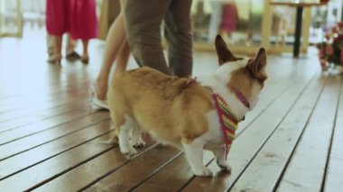 Renkli bir eşarp takan neşeli ve neşeli bir Corgi ahşap güvertede neşeli bir sosyal etkinliğin keyfini çıkarıyor.