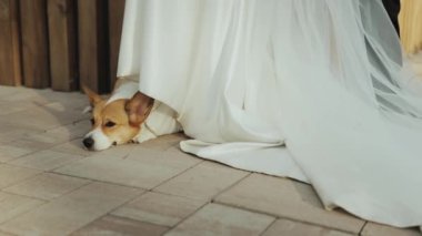 Gelinliğin altında dinlenen bir Corgi 'nin büyüleyici bir sahnesi. Aşkı ve arkadaşlığı yakalıyor..