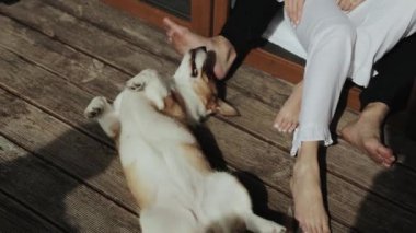 Oyuncu bir Corgi, tahtadan bir güvertede rahat bir şekilde uzanıyor. Sıcak güneşin altında, insanların yanında huzur içinde güneşleniyor.
