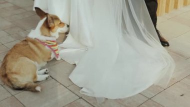 Çekici ve tapılası bir Corgi, güzel bir gelinliğin yanında oturmuş düğün atmosferini güzelleştiriyor.