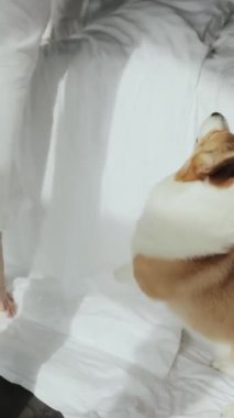 Yumuşak beyaz bir kanepede rahat bir şekilde dinlenen sevimli bir köpeğin olduğu huzurlu ve huzurlu bir sahne.