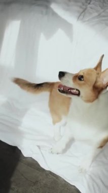 Şirin bir Corgi, yumuşak, beyaz bir yatağın üzerinde neşeli bir şekilde hareket ediyor. Güzel bir neşe anı yakalıyor.