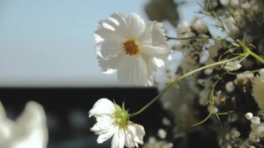 Narin beyaz çiçekler hoş bir şekilde aydınlatılıyor. Etrafında huzurlu ve huzurlu bir atmosfer yaratıyor.