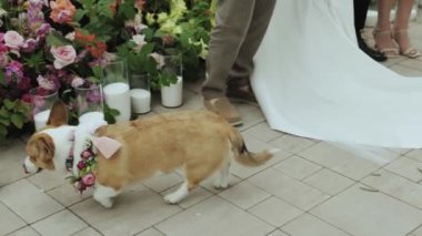 Sevimli, çekici bir Corgi renkli çiçek kıyafetleri içinde canlı bir düğün töreninde mutlu bir şekilde yürüyor.