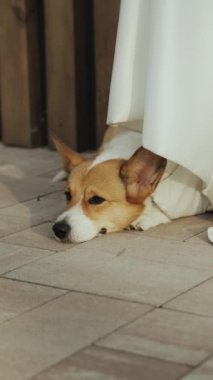 Huzurlu ve huzurlu bir Corgi köpeğinin, yumuşak beyaz kumaşın altına kısmen saklanmış, yerde rahatça dinlendiği yakın plan bir fotoğraf. Dikey video