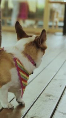 Canlı, renkli bir bandana takan, kırsal bir ahşap zeminde mutlu bir Corgi köpeği. Dikey video