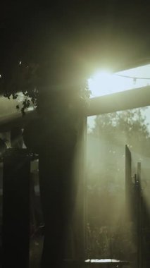 Güneş ışığı ağaçların arasından güzel bir şekilde süzülerek tüm doğa temaları için ideal sakin ve huzurlu bir atmosfer yaratır.