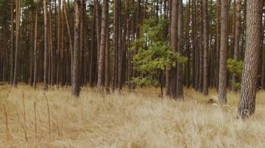 Huzurlu bir orman sahnesi. Uzun çam ağaçları ve yumuşak ışıklandırmanın altında altın çimenler. Rahatlamaya ve huzura davet eden.