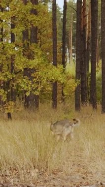 Dikey çekim. Sonbahar çam ormanlarında uzun otların arasında melez köpek gezintisi ve keşif. Yüksek kalite 4k görüntü