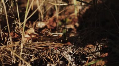 Sonbahar ormanındaki kuru yapraklar ve çimenlerin yakın plan çekimi, ince dokuları ve doğanın canlı renklerini gösteriyor. - Evet. Yüksek kalite 4k görüntü