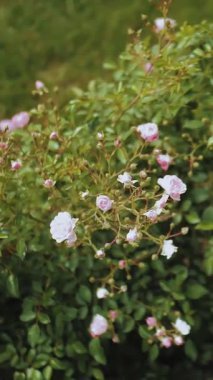 Dikey video. Küçük pembe ve beyaz güller parklarda ya da evin yakınındaki bahçede çiçek açar, bahçe tasarımı, rüzgarda sallanan çiçekler, yavaş çekim. Yüksek kalite 4k görüntü
