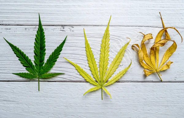 Set incomplete marijuana leaves sick. Yellow cannabis leaves on cannabis stems. Nutrient Deficiencies In Marijuana Plants. cannabis on a white background. medical marijuana.