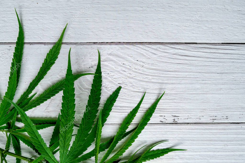 Hojas de marihuana, cannabis sobre fondo blanco. marihuana medicinal