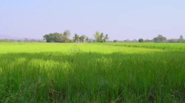 Tayland 'da Yeşil Teraslı Pirinç Tarlası