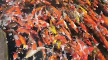 Koi balığı ya da sazan balığı gölette yüzer. Koi balığı yemek için bekliyor. pattaya plajı, Tayland