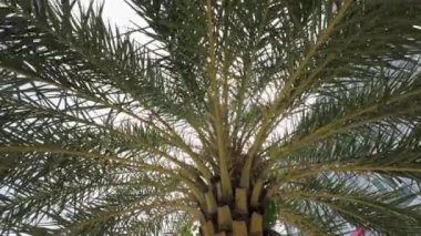 Hindistan cevizi palmiye dalının altında, yaz tatili için tropikal tarzda bir manzara. 4k video