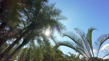 Ormanda güzel bir yaz sabahı. Güneş ışınları muhteşem yeşil ağacın yapraklarını delip geçer. Sihirli yaz ormanı