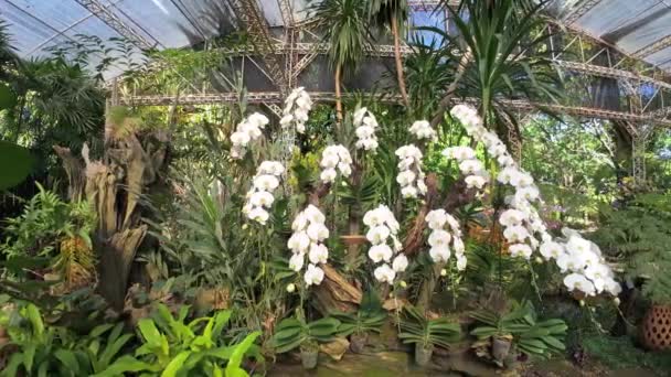 Flores Brancas Bonitas Das Orquídeas Crescem Jardim Botânico Orquídeas São — Vídeo de Stock