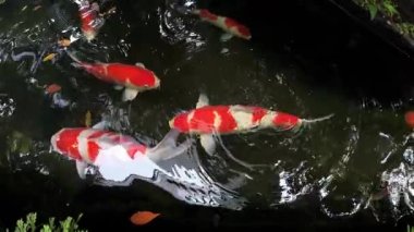 Havuzda sazan balığı ya da koi balığı. Doğal parktaki Onsen kaplıcalarındaki su hayvanları..