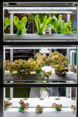 Şehir ortamında LED ışıkları altında büyüyen marul çeşitlerini gösteren kapalı alanda dikey çiftlik.