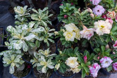 Bahar mevsiminde canlı bir bahçe pazarında saksılarda çiçek açan çeşitli bitkiler.